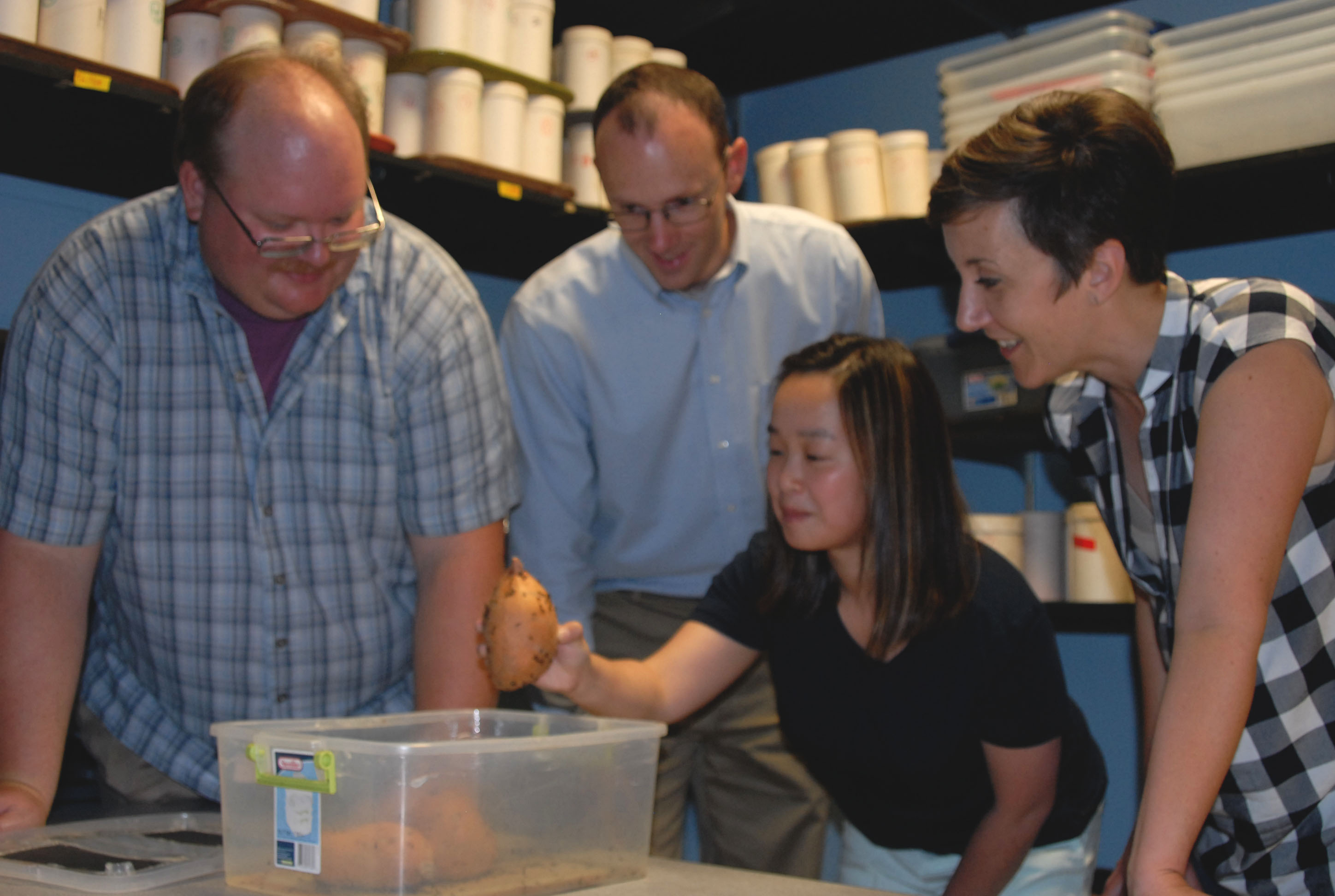 LSU AgCenter researchers team up with N.C. company to find control for sweetpotato weevils